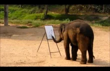 Suda - Słoń, który malować potrafi :)