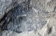 Kreacjonista niechcący znalazł skamielinę sprzed 60 milionów lat