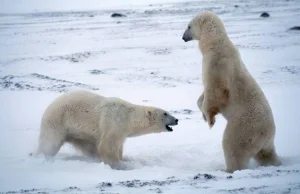 Intymny problem polarnego niedźwiedzia