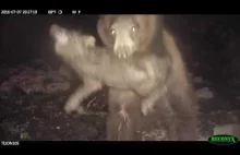 Niezwykłe nagranie jak czarny niedźwiedź atakuje prosiaka