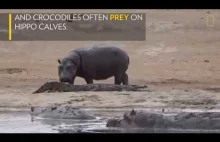 Oto dowód, że hipopotamy robią wszystko, co chcą | Atak hipopotamy na krokodyla.