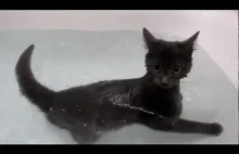 Kot który lubi pływać
