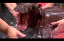 Fiona the Hippo :)