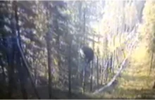 Fińscy pogranicznicy sfilmowali niedźwiedzia – amatora jagód, który z...