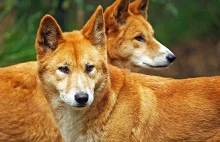 Pies Dingo (Canis lupus dingo).
