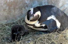 Obrońcy zwierząt "uratowali" pingwina. Zginął. Część jego dzieci też.
