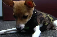 Czy to najmniejszy policyjny pies świata? Terier do zadań specjalnych