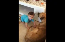 Zdenerwowany pies gryzie dziecko