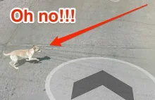 Potrącony pies przez Google Street View Car