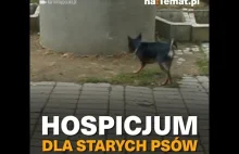 Staruszkowo - jedyne w Polsce hospicjum dla starych psów