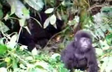 Brave baby gorilla