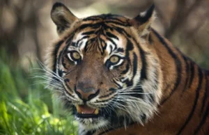 Chiński biznesmen skazany na 13 lat więzienia za kupno i konsumpcję 3 tygrysów