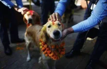 Wyjątkowe święto w Nepalu poświęcone psom