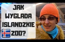 Z KAMERA WSRÓD ZWIERZĄT. JAK WYGLADA ISLANDZKIE ZOO? ...