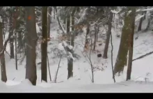 Bohaterski leśniczy ratuje rodzinę niedźwiedzi przed wilkami!