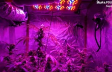 Plantacja marihuany w szafie. Częstochowska policja zabezpieczyła krzewy