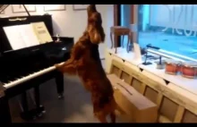 Pies gra na pianinie i wyje do rytmu