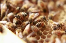 Naprawdę tragiczna sytuacja pszczół. Bez nich i my umrzemy