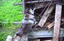 Pies Husky atakuje lisa ;)