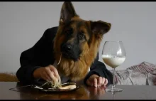 Kadi owczarek niemiecki długowłosy german shepherd lunch - oryginal