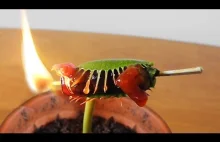 Gość po prostu robi grilla dla swojej muchołówki.