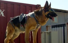 Polskie psy w Afganistanie[eng]