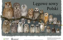 [Inforgrafika] Jakie sowy żyją w Polsce?