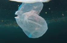 WWF ostrzega w Dniu Ziemi: przez plastik w morzach giną miliony zwierząt
