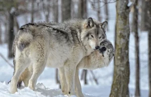 Finlandia: Przemycali wilki z Rosji, by hodować psowilki?