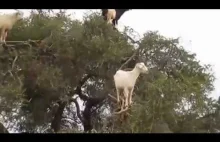 Amazing Video Goats in a Tree