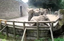 Walka słoni w Zoo w Wuppertalu
