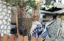 Podrabiane zebry w egipskim zoo. Domalowali paski osłom