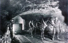 Konie w kopalniach nie miały łatwego życia....