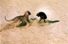 leopard i pawiany