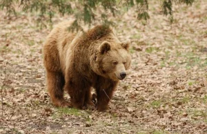 W polskich Tatrach żyje 15 niedźwiedzi