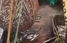 Połów ryb