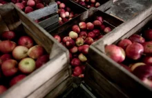 Chińczycy chcą przejąć polskiego producenta koncentratu jabłkowego