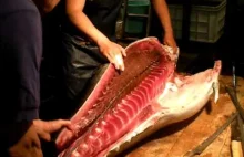 Filetowanie wielkiego tuńczyka, gdzieś w Japonii.