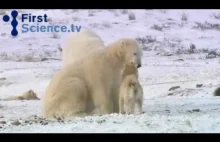 Niedźwiedź polarny okazuje sympatie psom zaprzęgowym