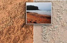 Miliony obrzydliwych larw na plażach w Sydney w Australii