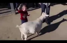 Pierdnięcie kozy wystraszyło dziecko