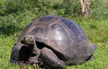 10 rzeczy, których może nie wiesz o żółwiach. W powiązanych na jednej stronie.