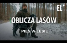 Pies w lesie | Oblicza lasów #14