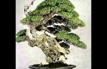 !!! ZAPRASZAMY !!! Bonsai Słupsk Ustka i bliskie okolice