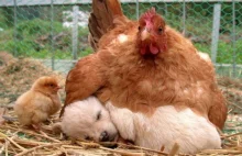 Kury są najlepszymi mamami w królestwie zwierząt
