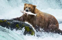 Możesz oglądać niedźwiedzie łowiące łososie na Alasce NA ŻYWO - na tych...