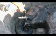 Akcja ratowania... słonia