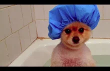 Cute Puppy Shower Compilation