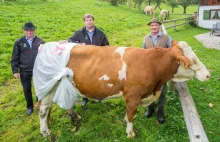 Krowy mają nosić pieluchy