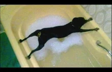 Psy + kąpiel w wannie
